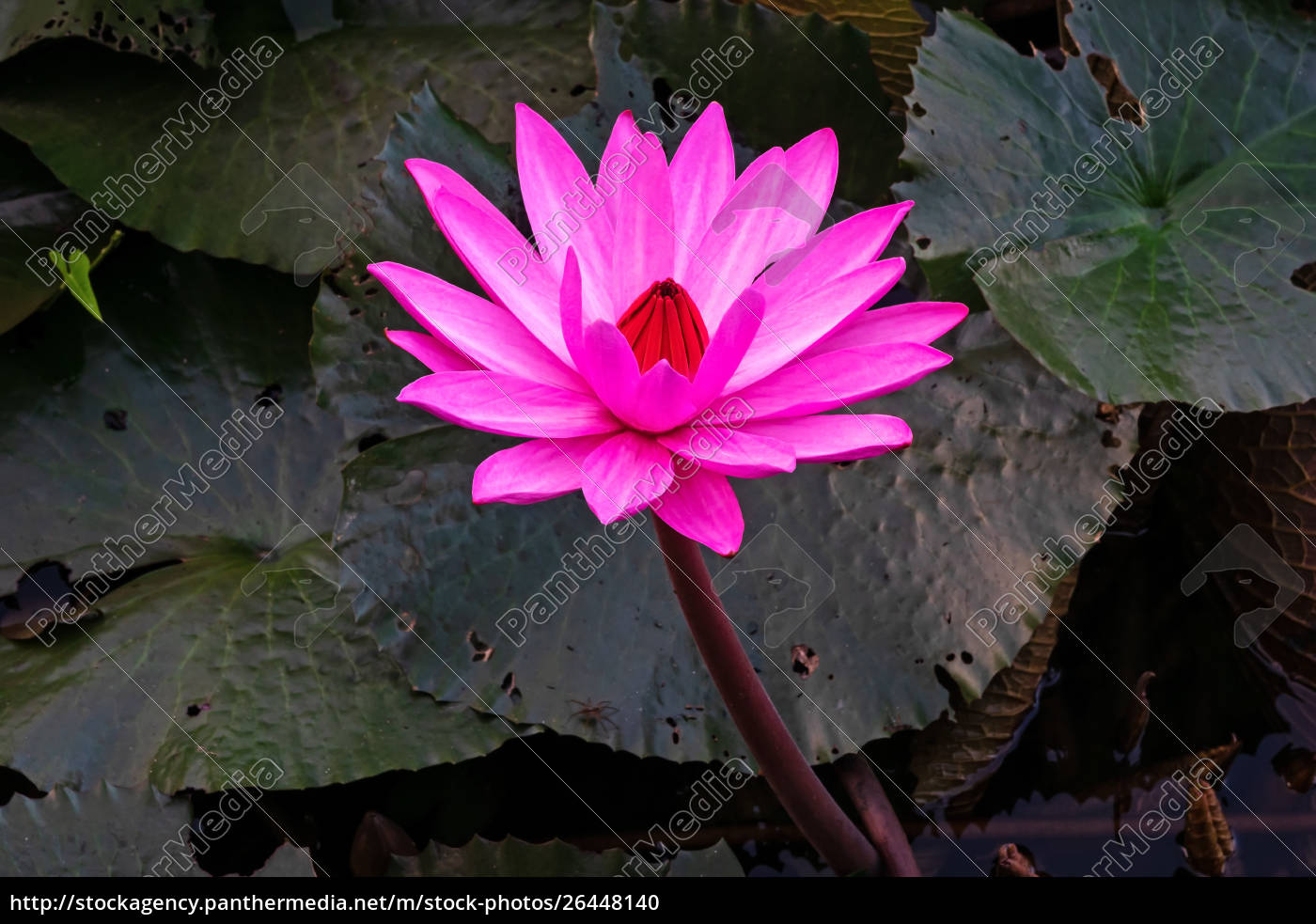 pic of lotus plant