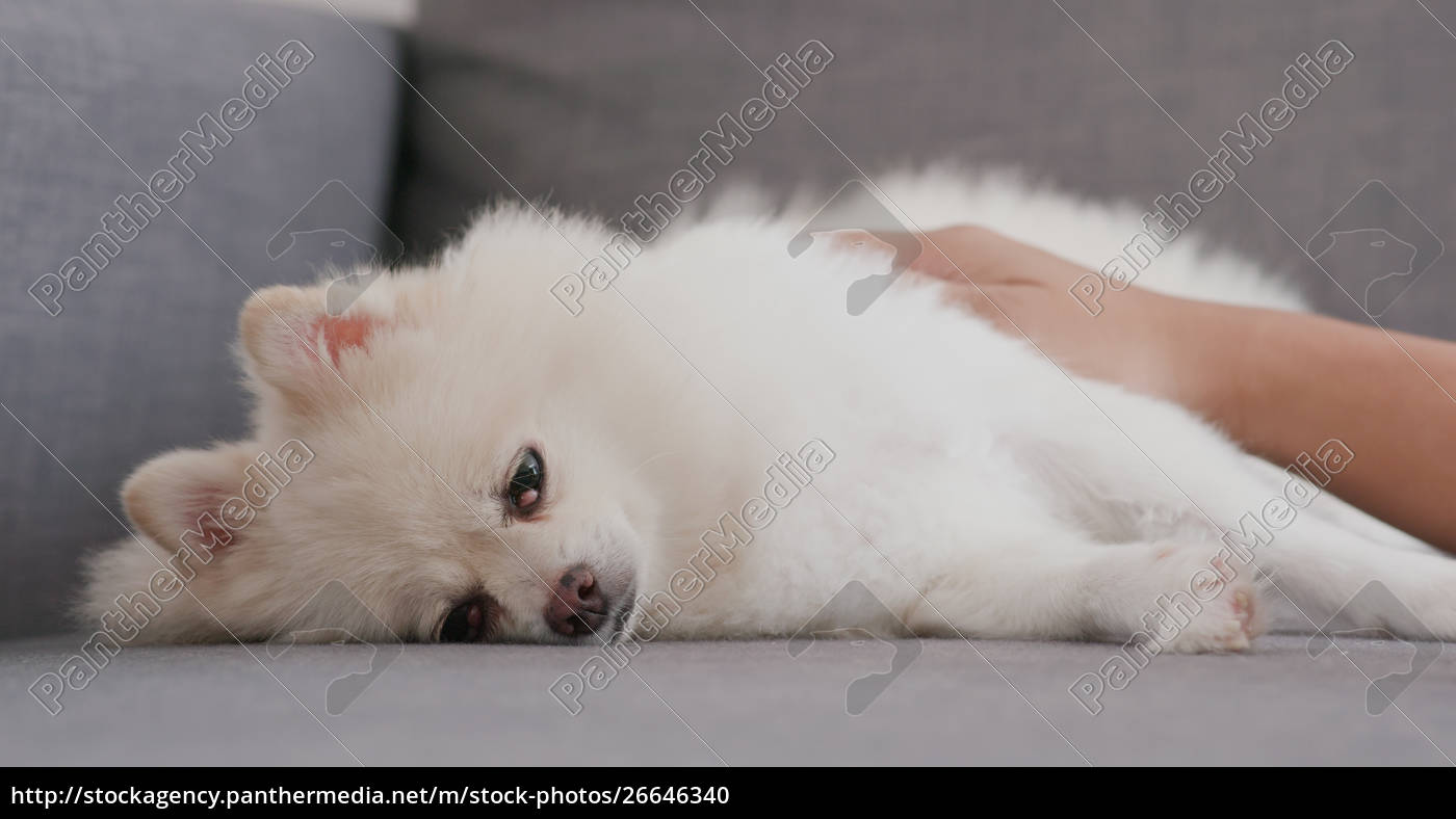 Pomeranian Dog Sleeping On Sofa With Owner At Home Royalty Free Photo Panthermedia Stock Agency