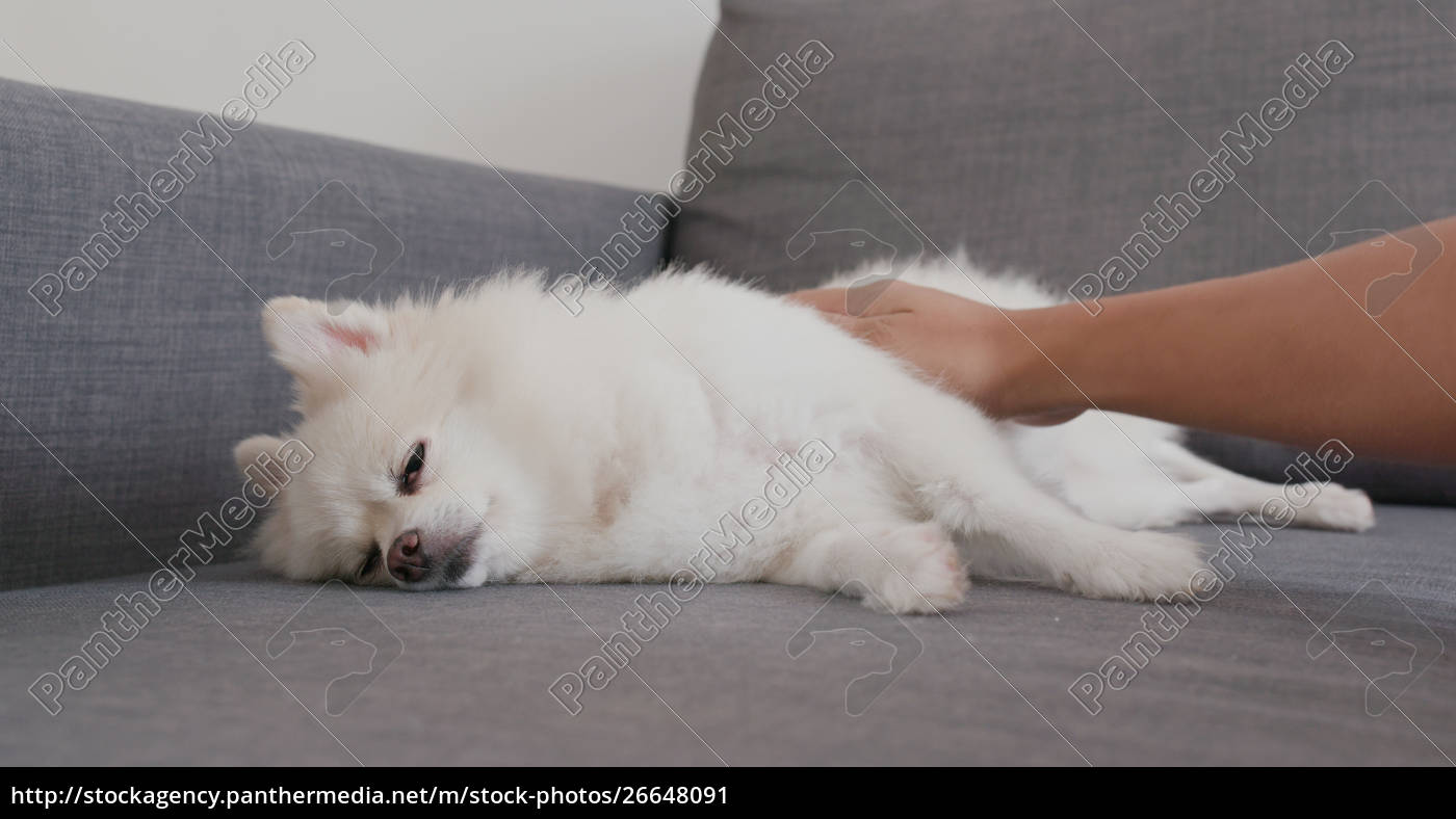 Pomeranian Dog Sleeping On Sofa With Owner At Home Royalty Free Image Panthermedia Stock Agency