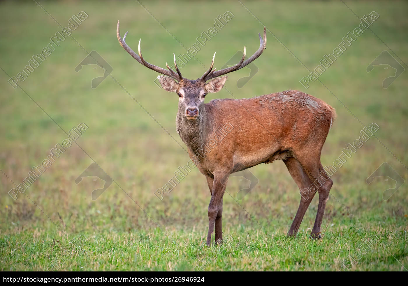 camera red deer