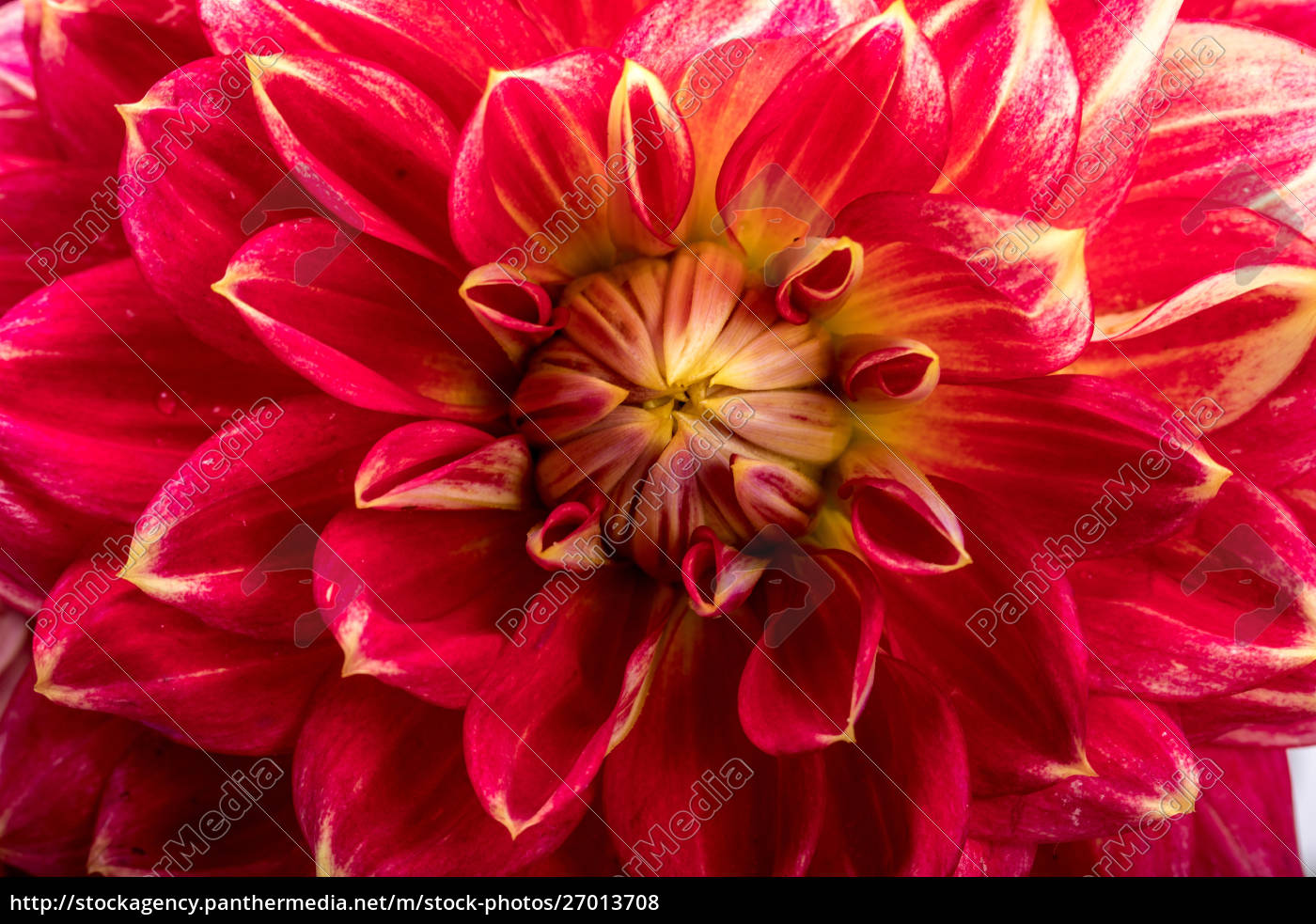 Royalty free photo 9 - Red dahlia flower isolated on