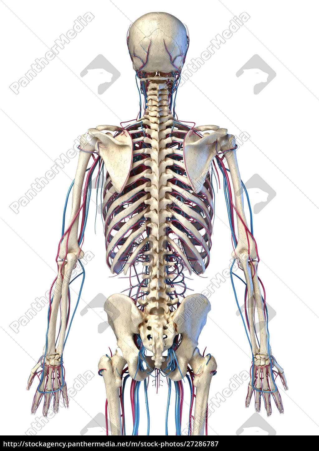 java 3d human body java 3d human body
