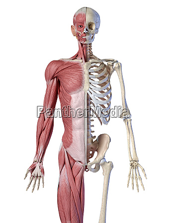 Human male anatomy 3/4 figure muscular and skeletal - Stock image