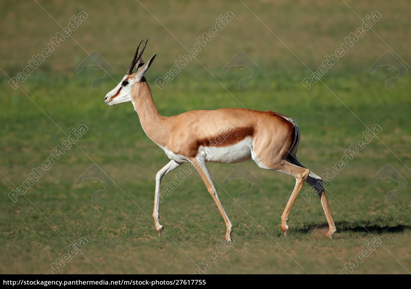 Running Springbok Antelope Stock Photo Panthermedia Stock Agency