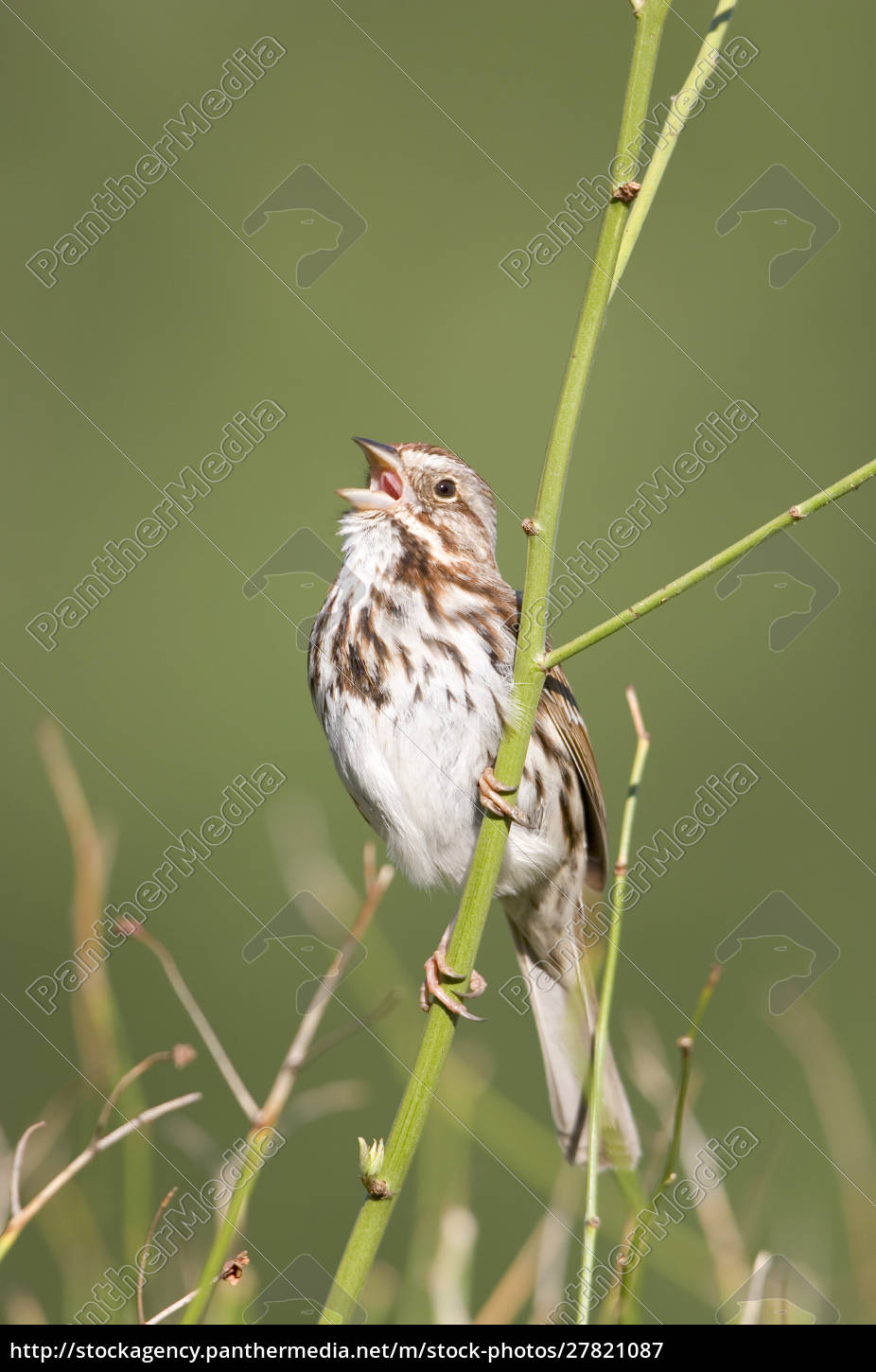 Song Sparrow Melospiza Melodia Singing Marion Stock Photo Panthermedia Stock Agency