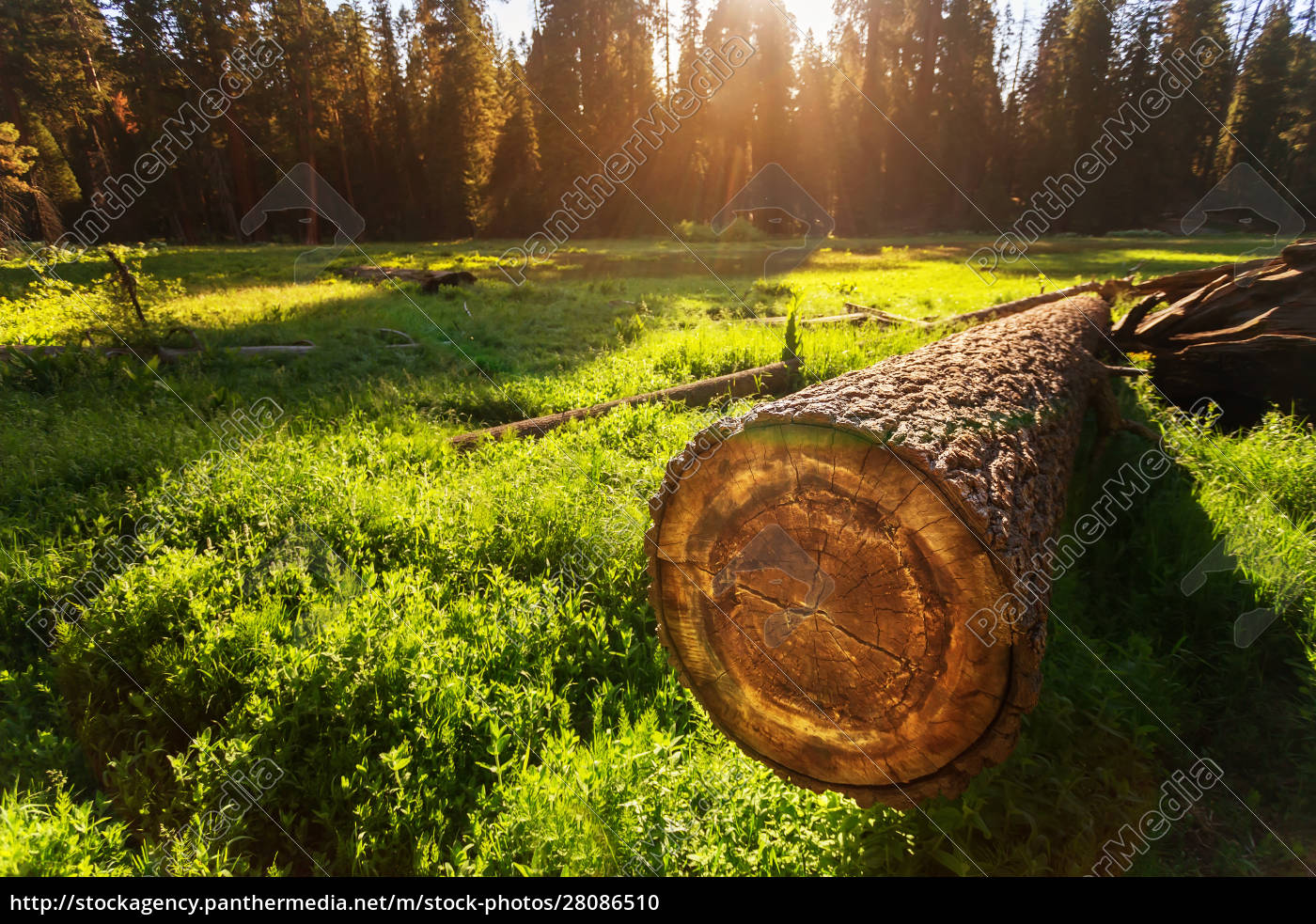 Cuted Tree On Green Meadow At Sunset Royalty Free Image Panthermedia Stock Agency