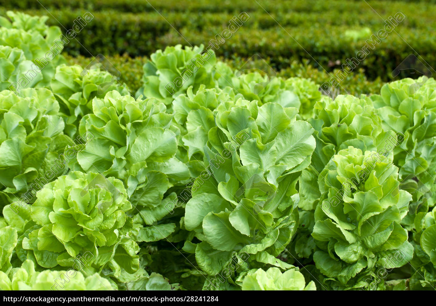 Field Of Green Frisee Lettuce Growing In Rows Royalty Free Photo Panthermedia Stock Agency