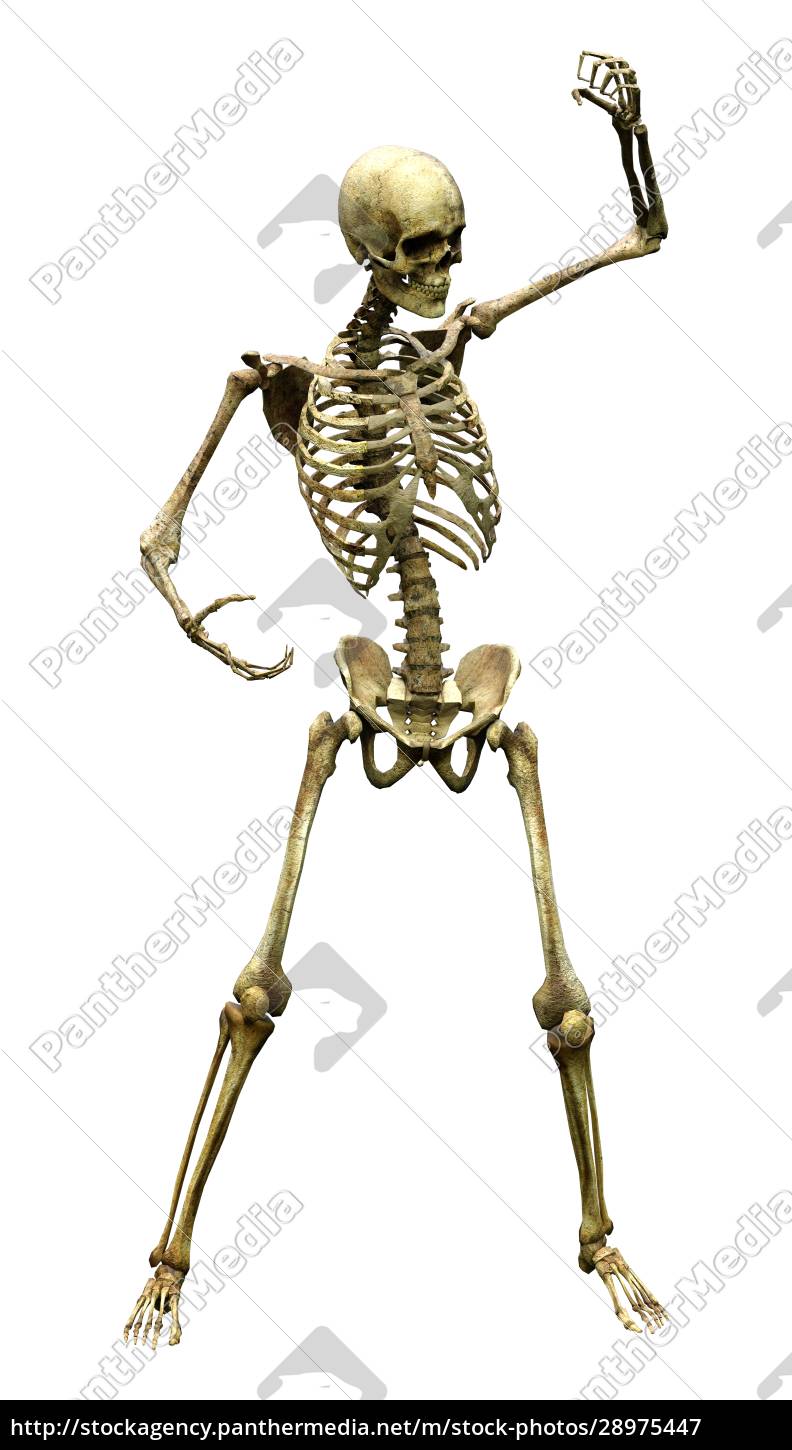 3d rendering human skeleton on white stock photo 28975447 panthermedia stock agency