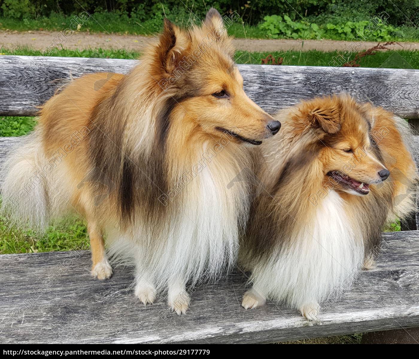 Mini store rough collie