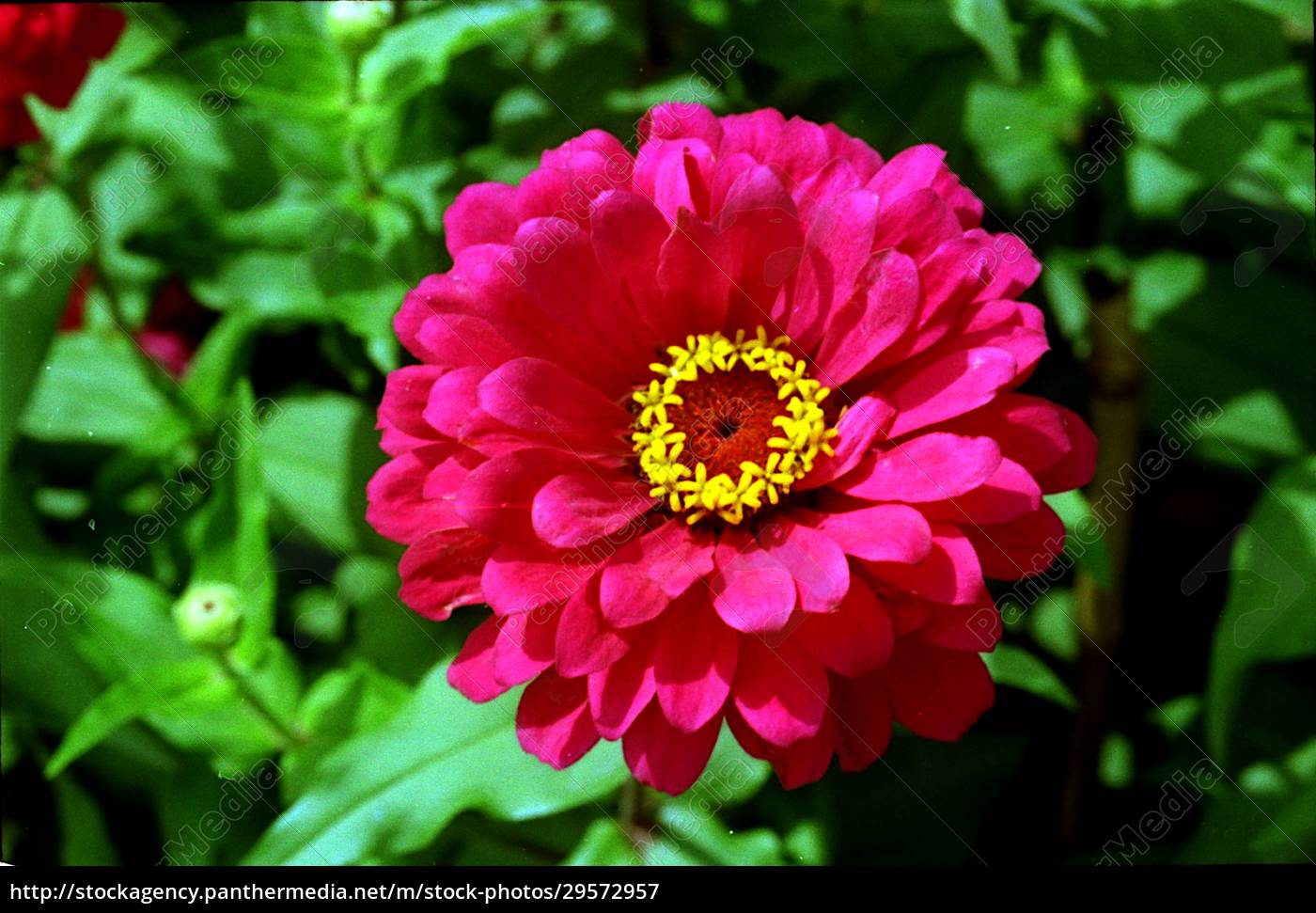 Bright Red Common Zinnia Flower Stock Photo Panthermedia Stock Agency