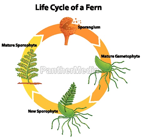 Diagram showing life cycle of fern - Royalty free photo #30207688 ...