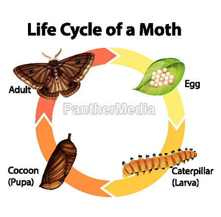 Diagram showing life cycle of moth - Royalty free photo #30298584 ...